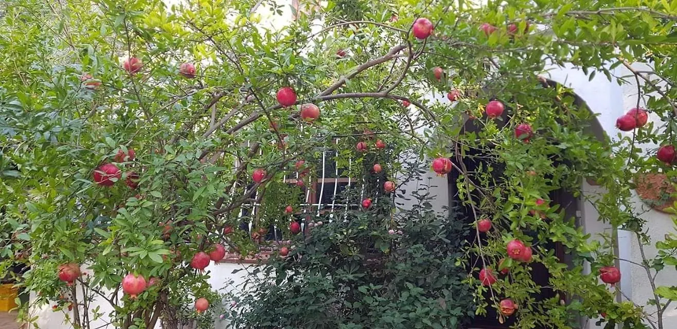 Il Giardino Di Frafa Apartment Quartu Sant'Elena 0*,